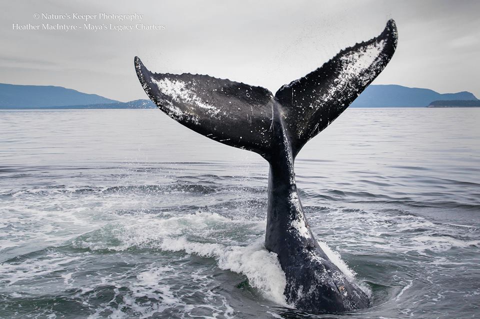 windyheathermacintyrehumpbackwhale