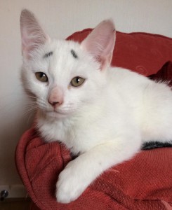 11391459_845718502164523_929063820310212312_n