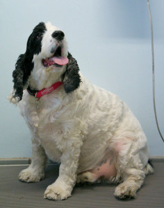 PDSA_Harley-has-be_3344615k