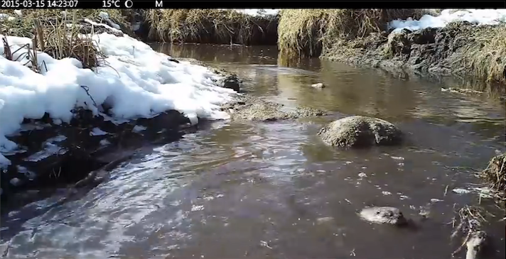 RiverOttersRidingMountainPark