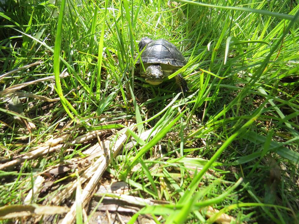 babyturtlesRougePark