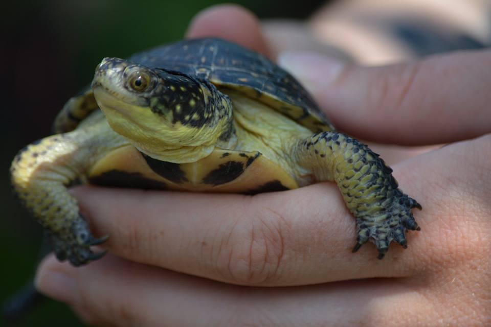 babyturtlesRougePark2