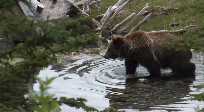 grizzlyvermilionlakes