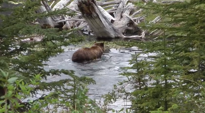 grizzlyvermilionlakesfish