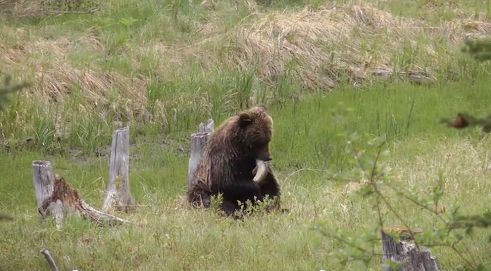 grizzlyvermilionlakesfisheat