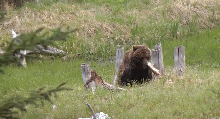 grizzlyvermilionlakesfishing