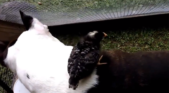 pitbullbabychickhead