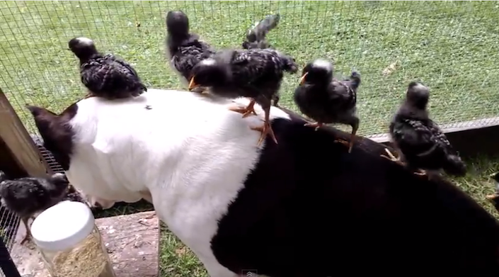 pitbull&chickens