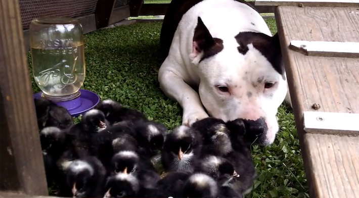 pitbulllieswithchicks
