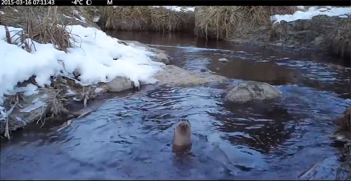 riverottersRidingMountain