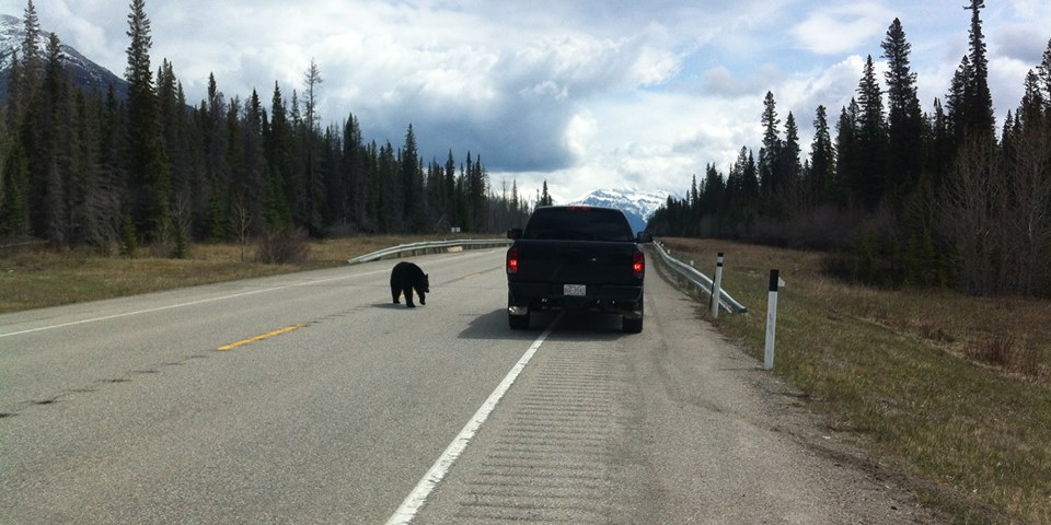 BearfeedingJeffBIngham