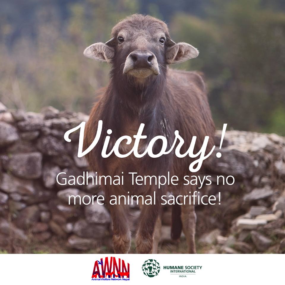 GadhimaiTempleanimalsacrifice