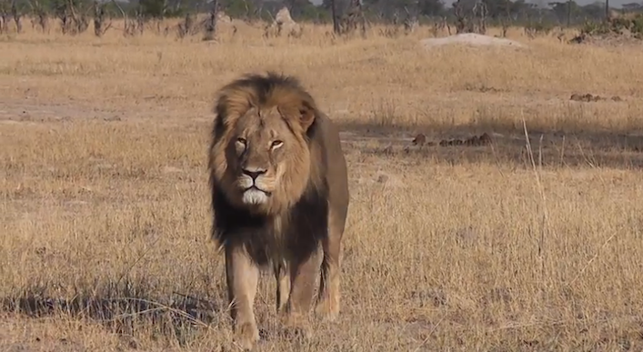 cecilthelion2