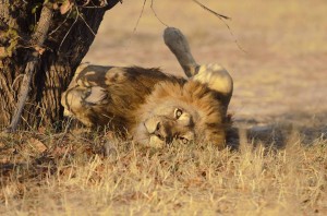 11219120_10153582102751719_3871444753338768793_n