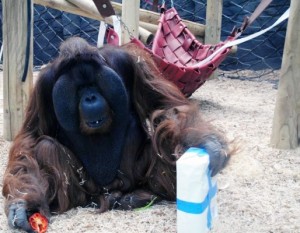 2e1ax_custom_entry_Rajangs-birthday