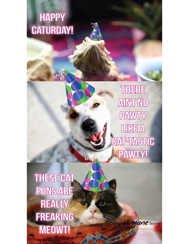 CalgaryHumaneSocietyCaturday
