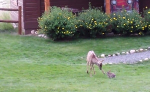 Deerrabbit2