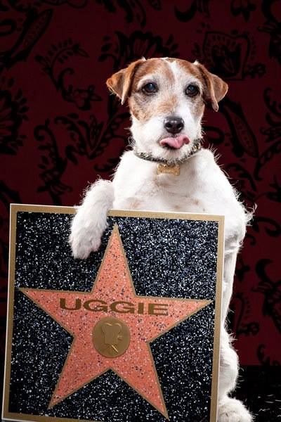 UggieWalkofFameStar