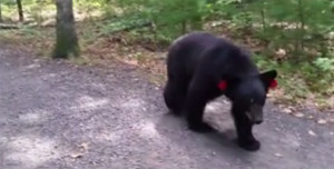bearencounter3