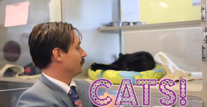 calgaryhumanesocietyusedcats