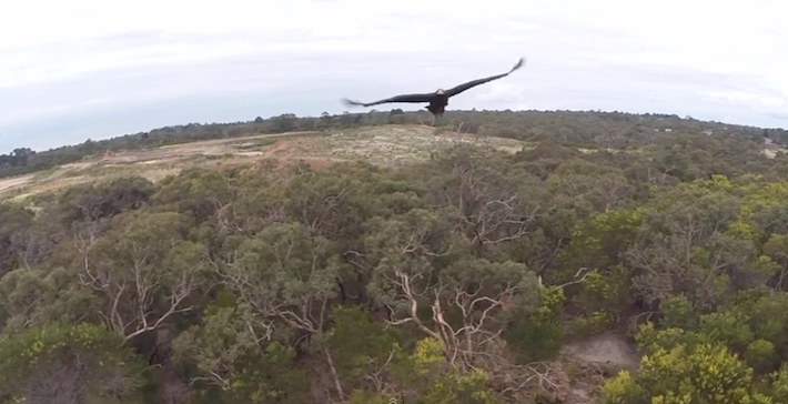 eaglevsdrone2