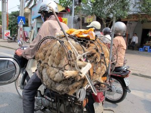 10405595_889663597786456_7782404940141718146_n