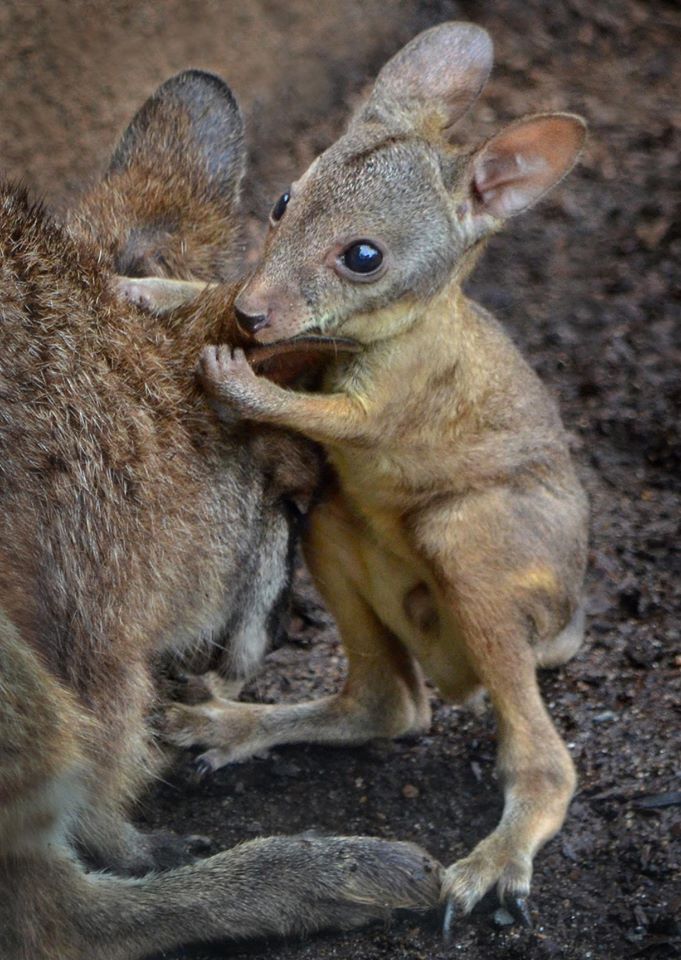 BabyWallabySanDiegoZoo