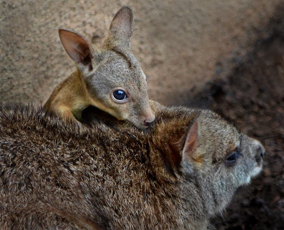 BabyWallabySanDiegoZoo2