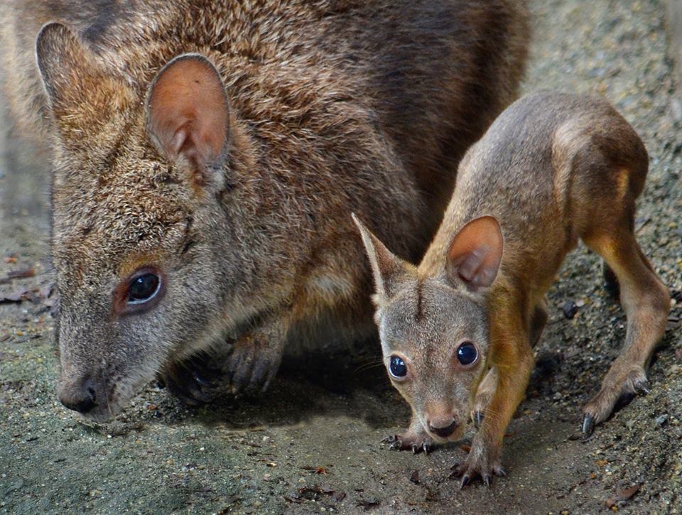 BabyWallabySanDiegoZoo3