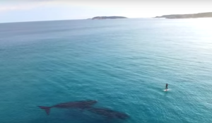 Screen Shot 2015-09-28 at 11.01.42 AM