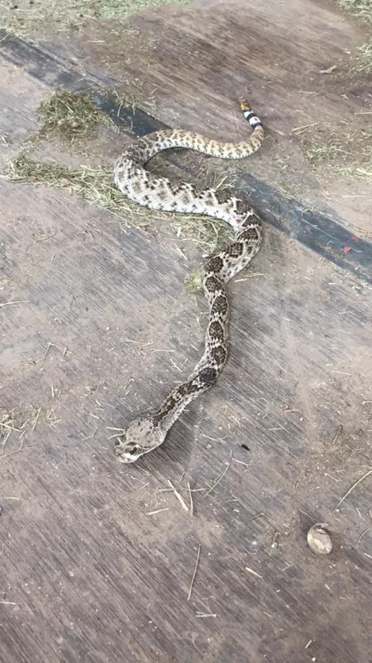 12115687_10153369377277762_5954374107392669225_n