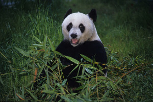 16174558094_e2e3311700_z