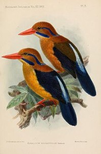 220px-ActenoidesBougainvilleiKeulemans