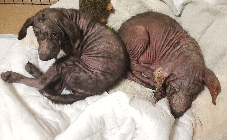 KentuckyHumaneSocietypuppies