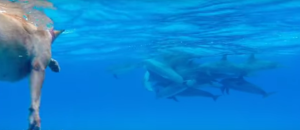 Screen Shot 2015-10-18 at 11.34.54 AM