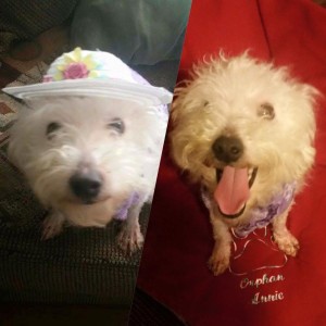 11986421_211090869224879_7180008614108850442_n