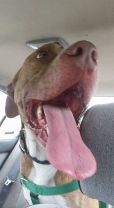 12235010_727431347389261_7210507711008208552_n