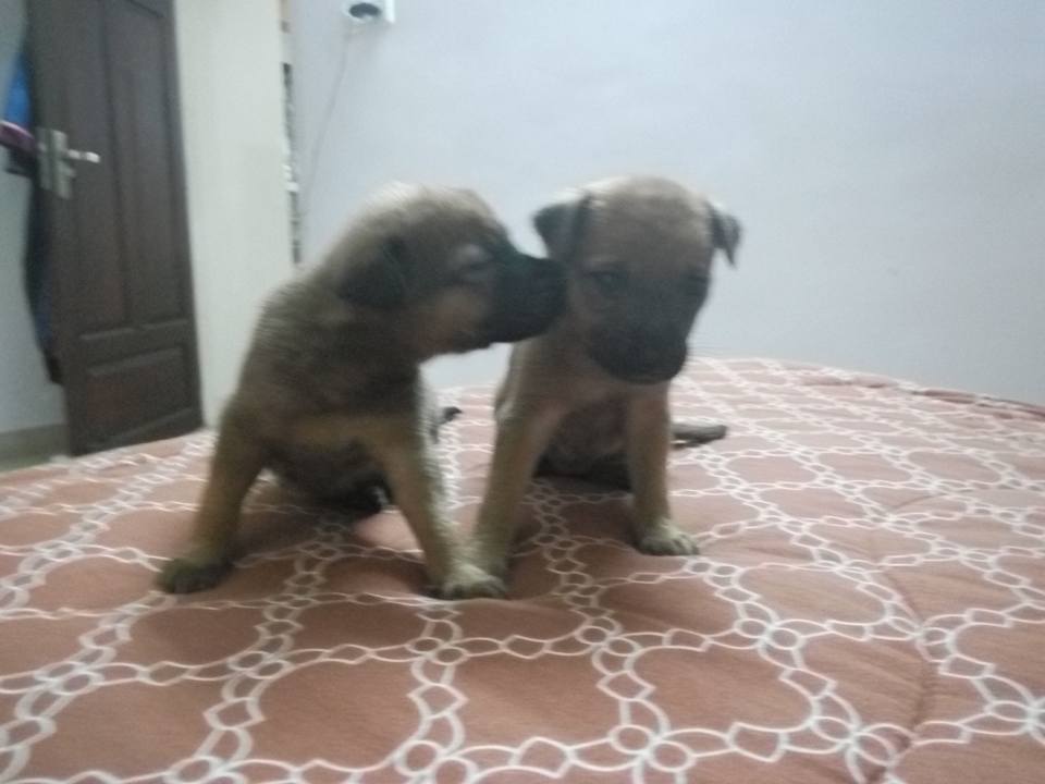 PuppiessavedsnakeHSI