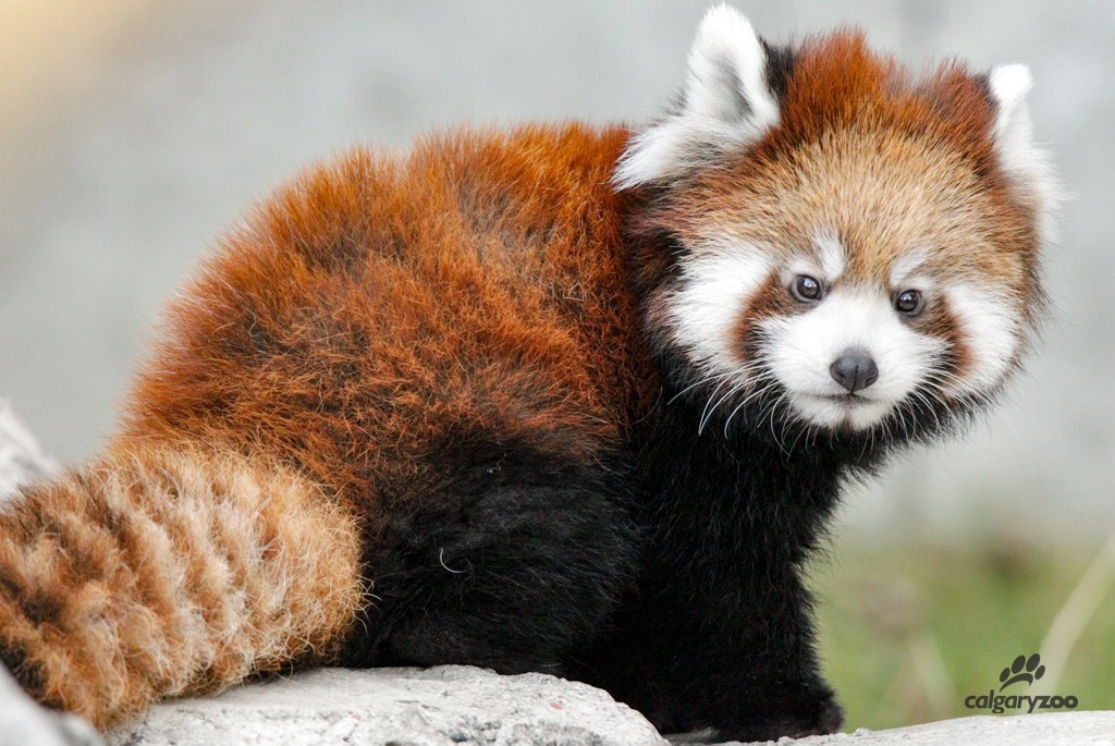 RedpandacubUsha