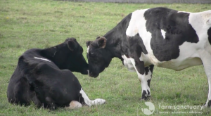 Screen Shot 2015-11-09 at 10.38.28 AM