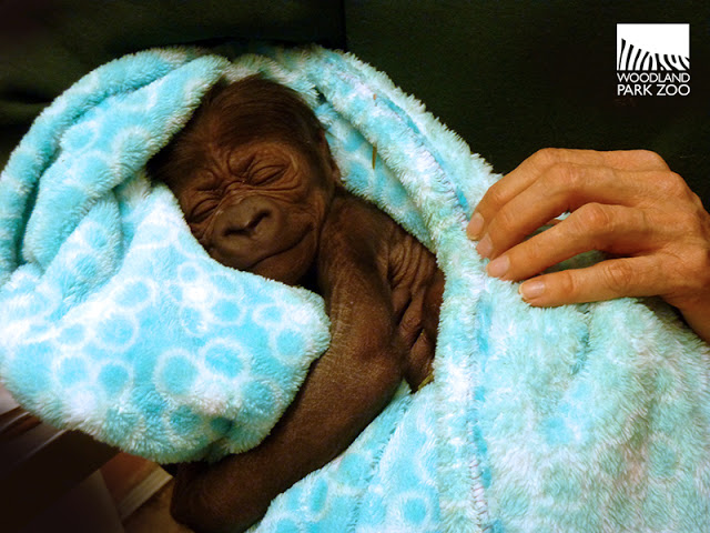 babygorillaWoodlandParkZoo
