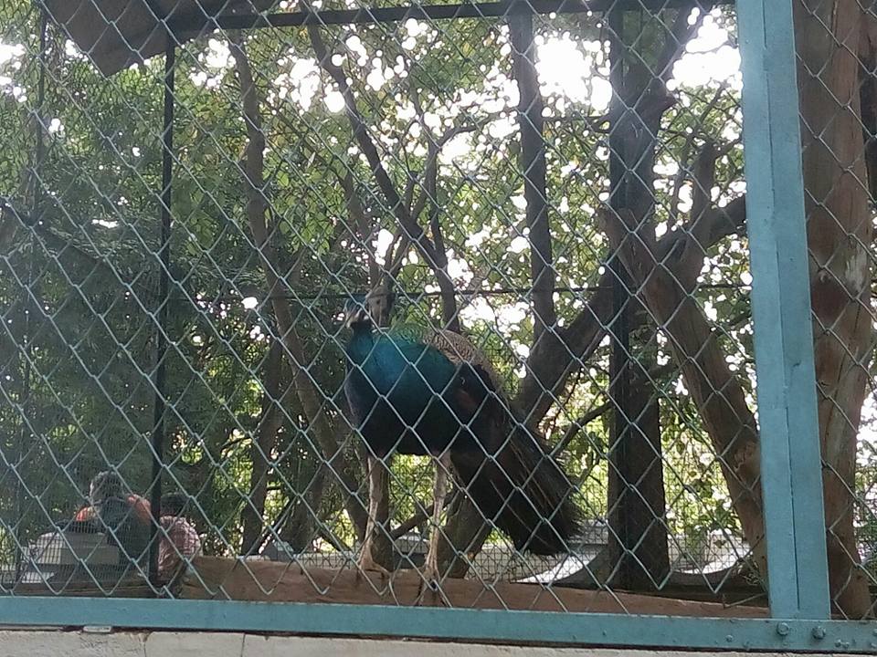 christcollegepeacock