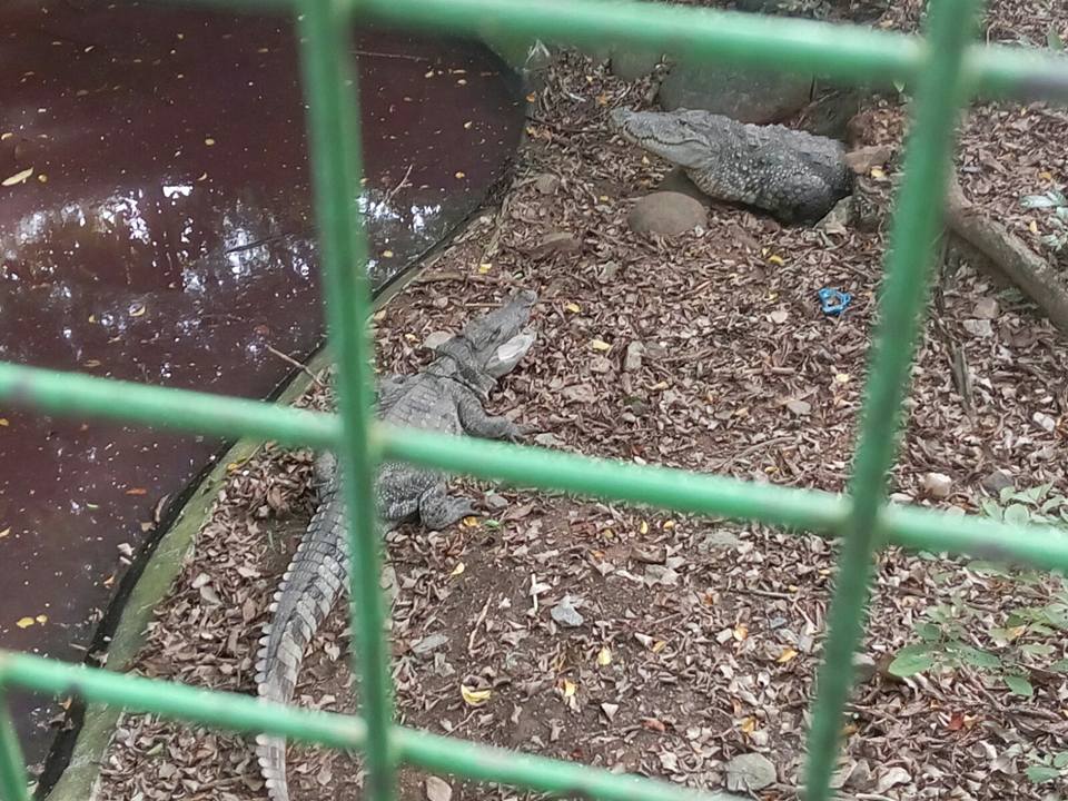 christcollegepuppies