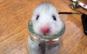 potd-hamster-bottl_3505465k