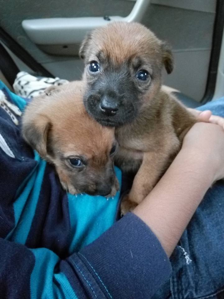 puppiessavedfromsnakepit