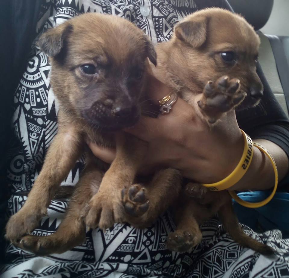 puppiessavedsnakepitHSI