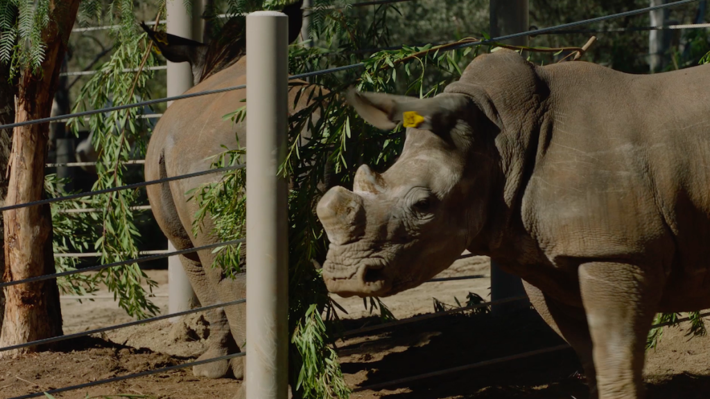 southernwhiterhinoSDZ