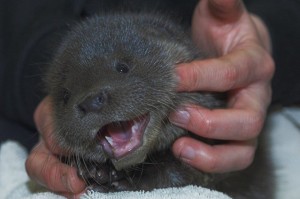 12316405_10153114319766876_3111548341898269306_n