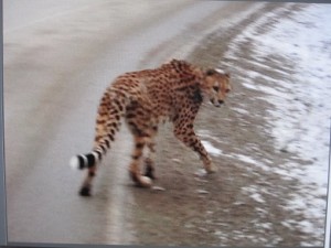49816_cheetah2