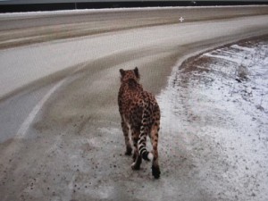 49817_cheetah3